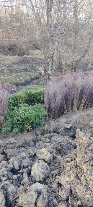 Salcâm frasin paltin fag carpen mesteacăn tei brad pin molid