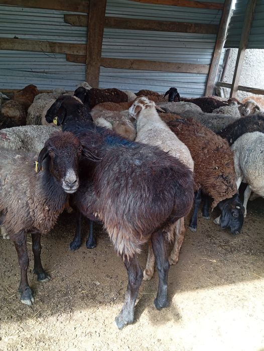 Кой сатылады,продаются бараны