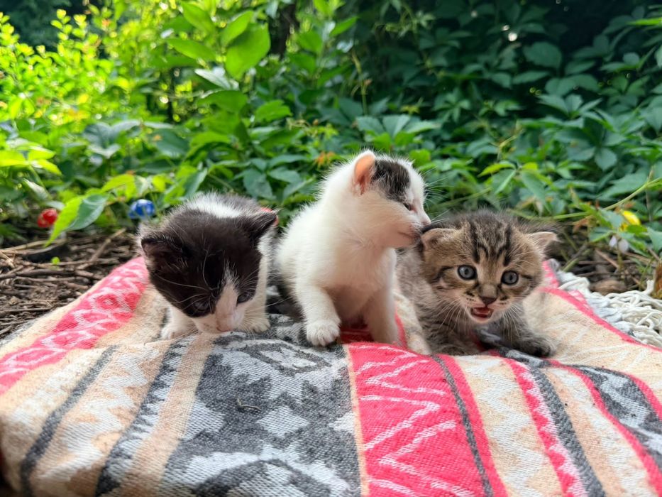 Котята в Добрые Руки!
