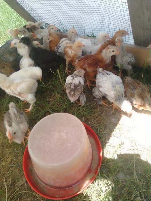 Pui de găină de țară și pui austrolop