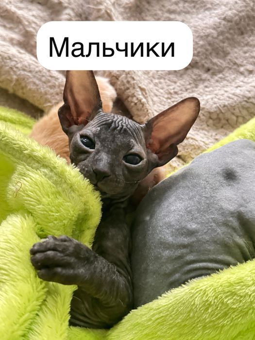 Продаются очаровательные котята донского сфинкса
