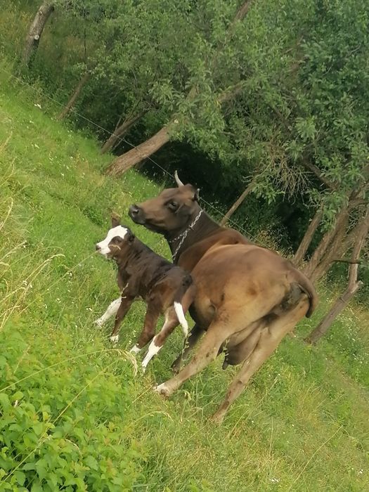 Vaca de 7 ani cu vitea