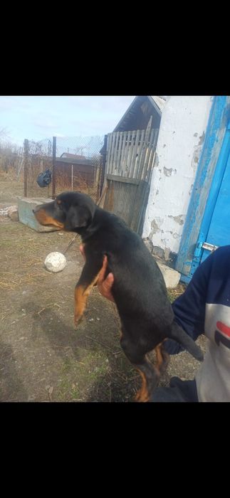 Щенок немецкого ягдтерьера