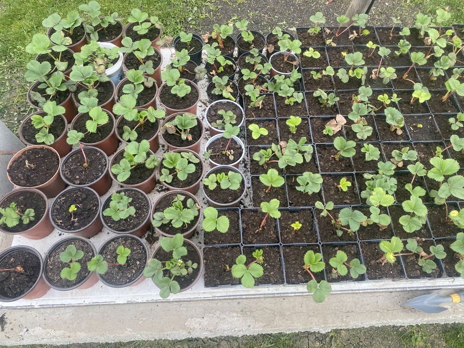 Vand  stoloni de căpsuni la ghiveci si la legatoare.