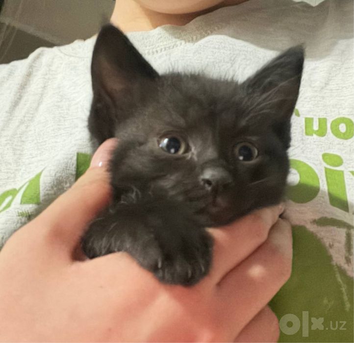 Котенок в добрые руки!