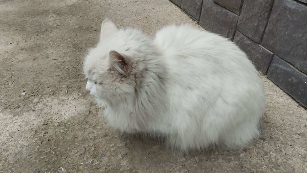 Турецкая ангора, белая пушистая