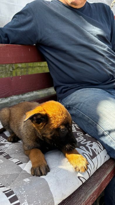 Cătei Malinois de vanzare