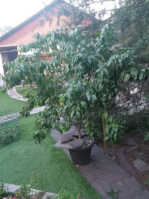 Продам цветок фикус Бенджамина
