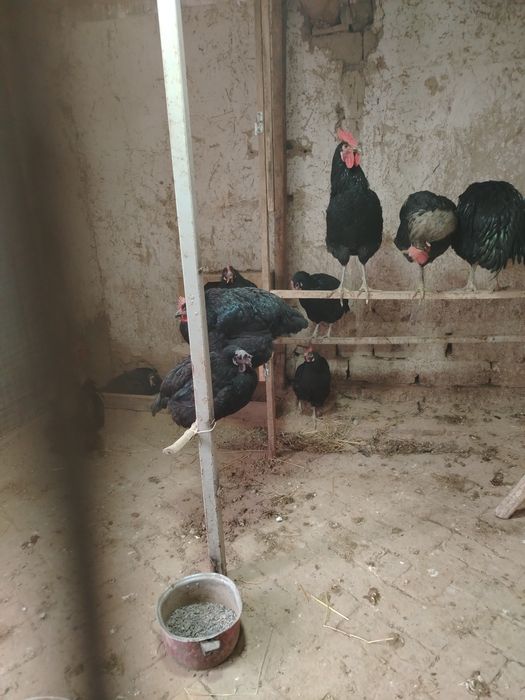 Qora shagzoda Xoroz tovuqlar sotiladi srochna