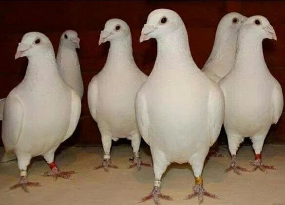 Бели спортни гълъби