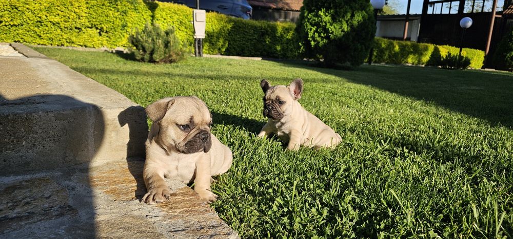 Френски булдог / френски булдочета