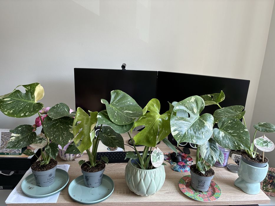 Филодендрон Thai Constelation Monstera Deliciosa Монстера Делисиоса