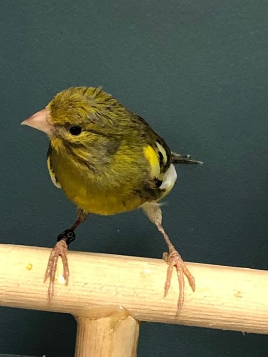 Канарейка кенор самец Италия