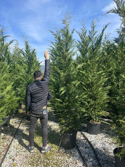 Leylandy verde. și leylandy gold.  calitate extra