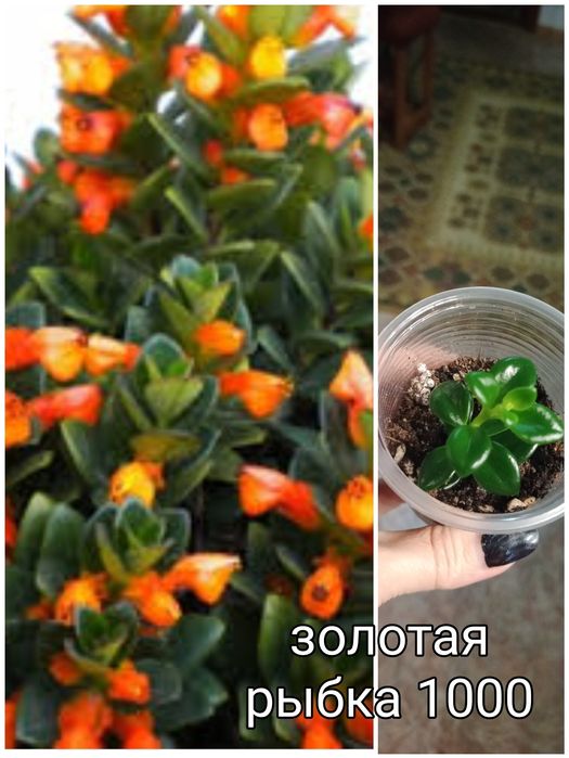 Продам домашнии цветы