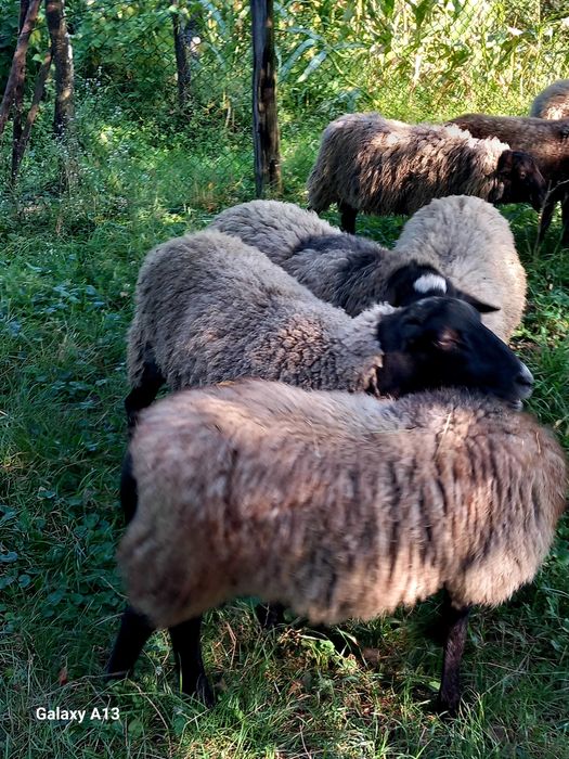 Vînd Berbec Romanov