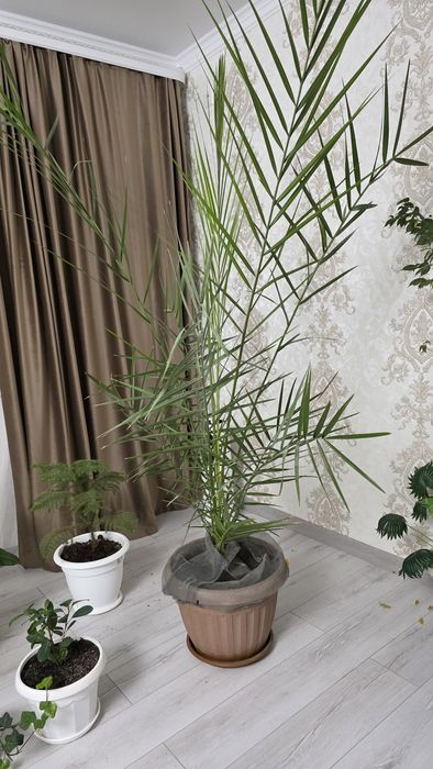 Продам комнатные цветы