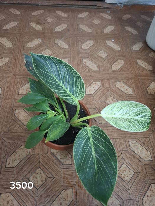 Комнатные растения