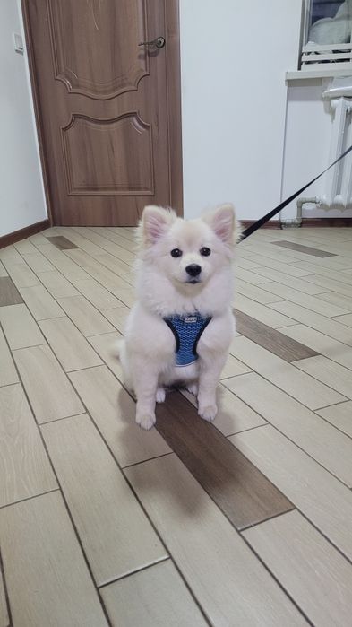 Щенок, немецкий шпиц