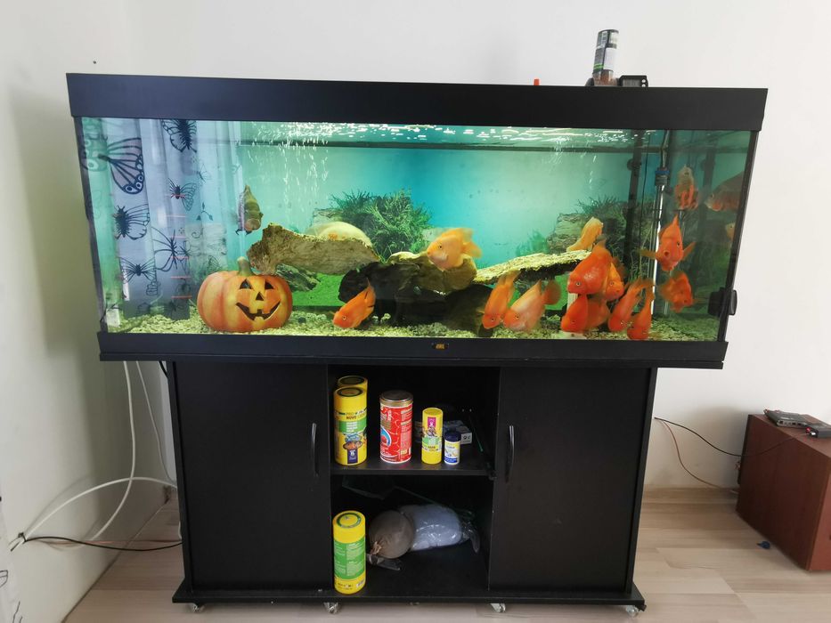 Acvariu cu pesti - ciclide papagal