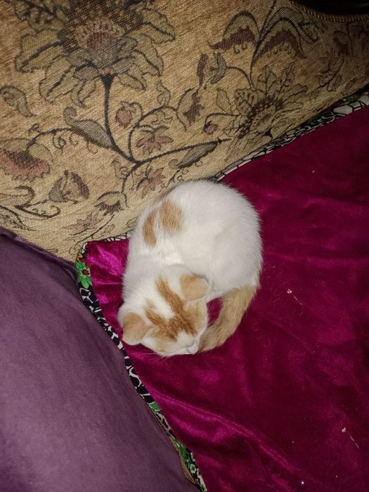 Котёнок отдам даром
