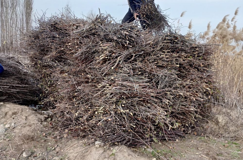 Belangan oʻtin sotiladi