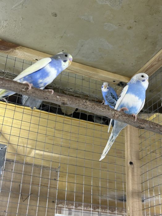 Продаетса разные попугайи волнистые Неразлучники цена разное