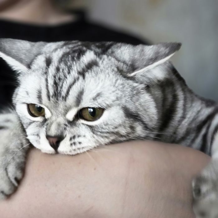 Скотишь страйт кот