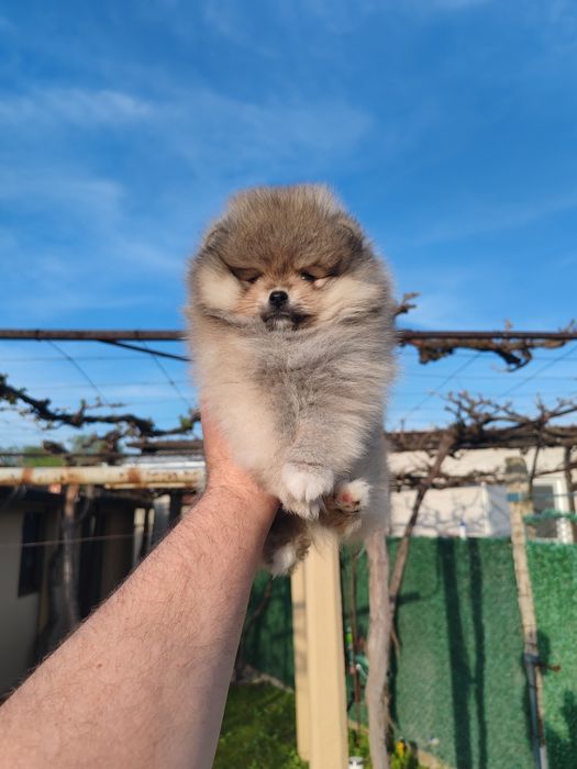 Померан мини мъжко и женско