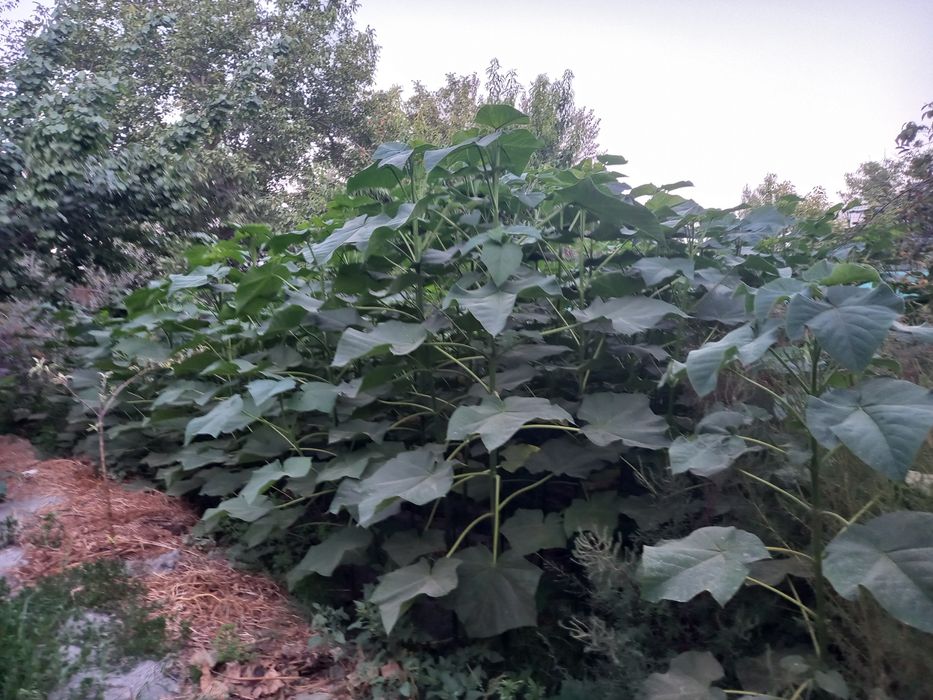 Павлония дунёда энг тез усувчи дарахт кучатларини сотамиз