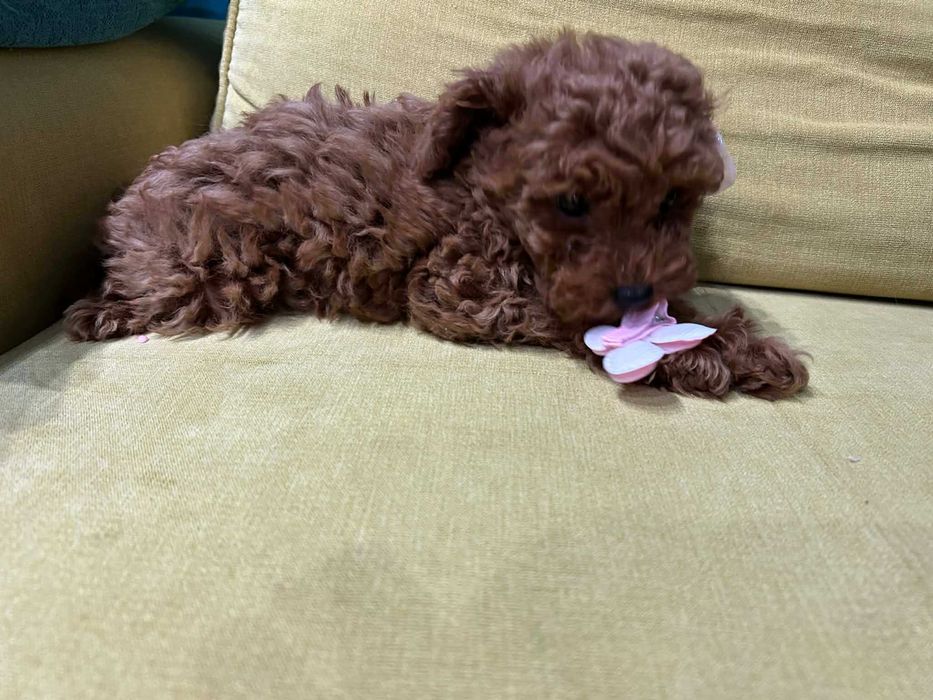 Той-Мини Пудел Ред -Априкот