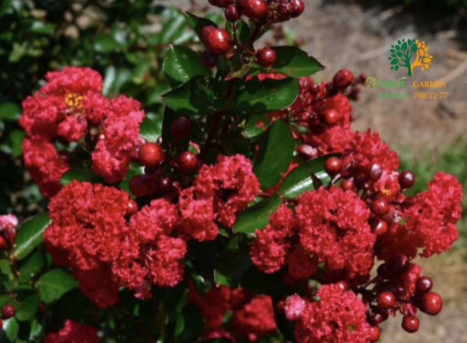 Cherri mocha Lagestreomia инд. Сирень