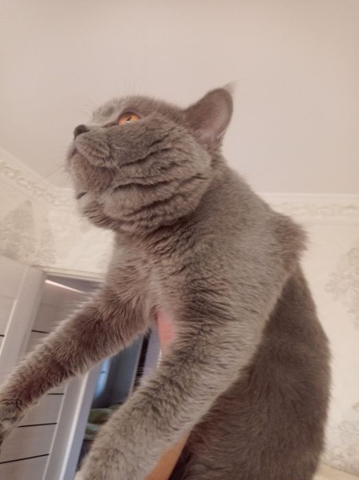 Britaniya Skottish Strayt Sotildi