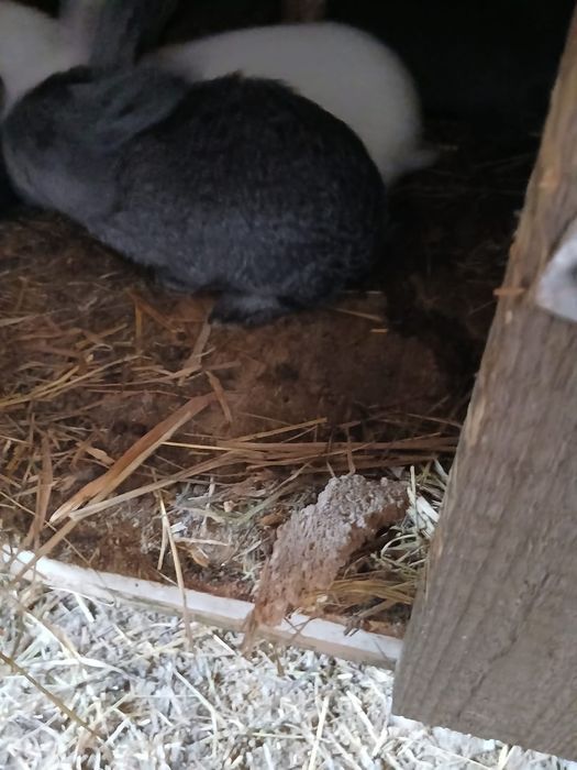 Продам кроликов месячных