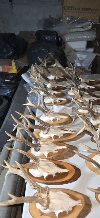 Trofee coarne capriori