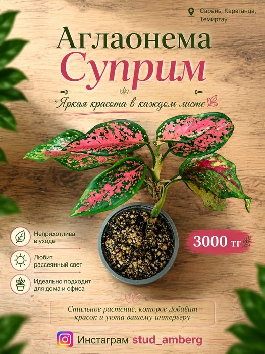 Аглаонема разная 2