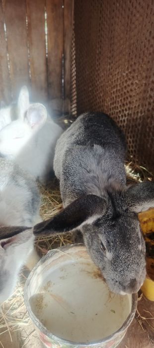 Кролики и крольчата