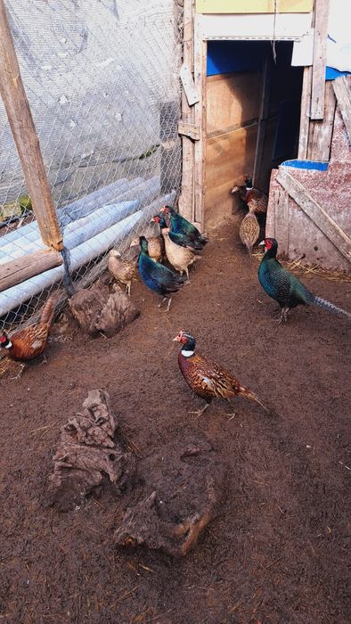 Fazani și fazanite de vânzare