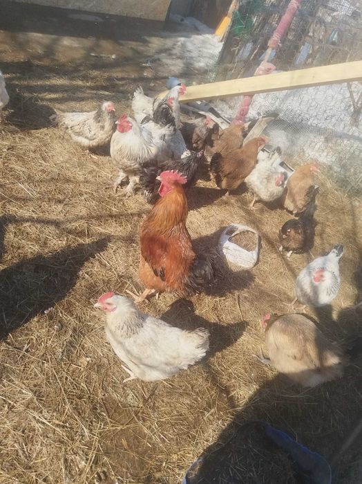 Продам домашних кур