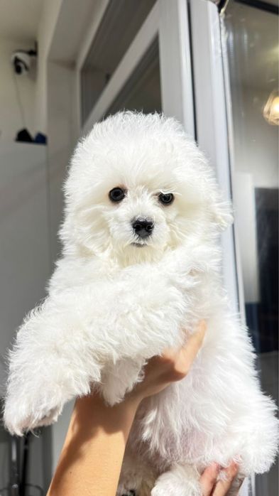 СРОЧНО ! Продаем милых  щенкоа Мальтипу