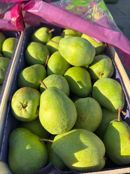 Pere lucas import Olanda 2025