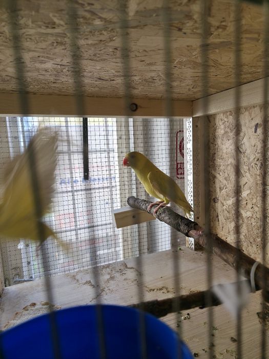 Papagal micul alexandru