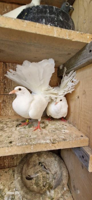 Porumbei voltati tineri