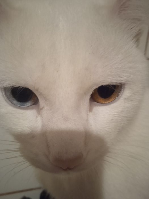 Ищем дом для котика