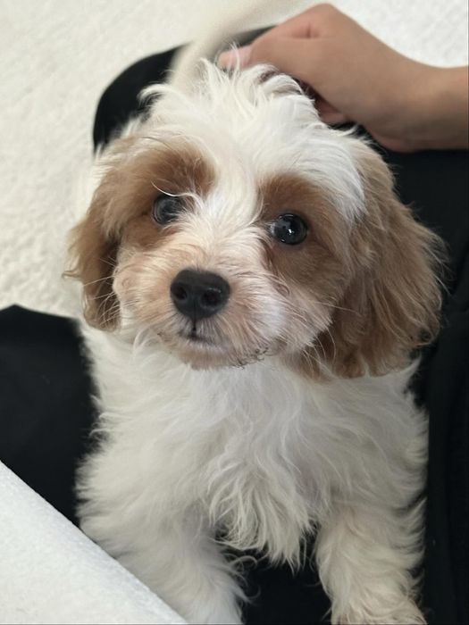 Мальтипу Ф1 3 мес