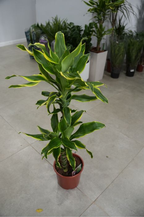 Драцена Фрагранс Голден Кост