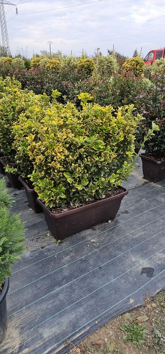 Plante Ornamentale diferite specialități tuia magnoli artar