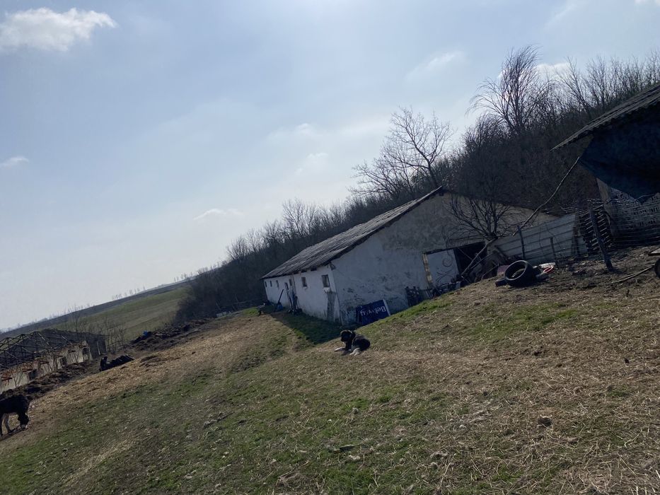 Fermă animale fost C.A.P.