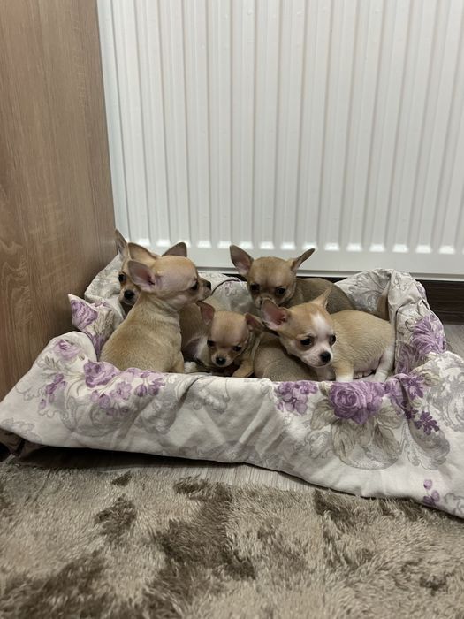 Чихуахуа бебета Момчета и момиче