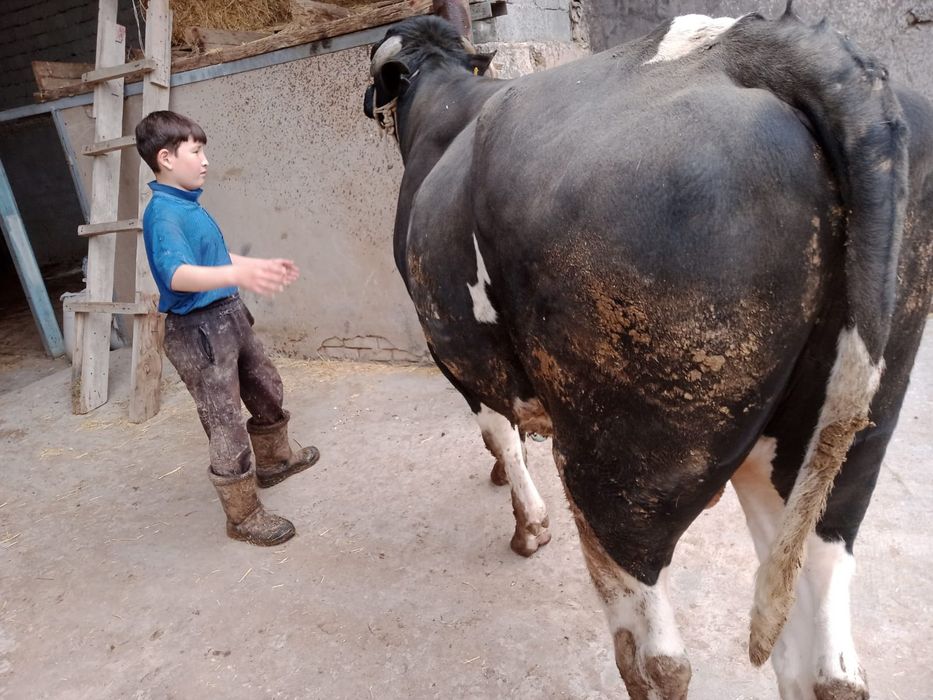 Курбандыкка 2 жасар букалар